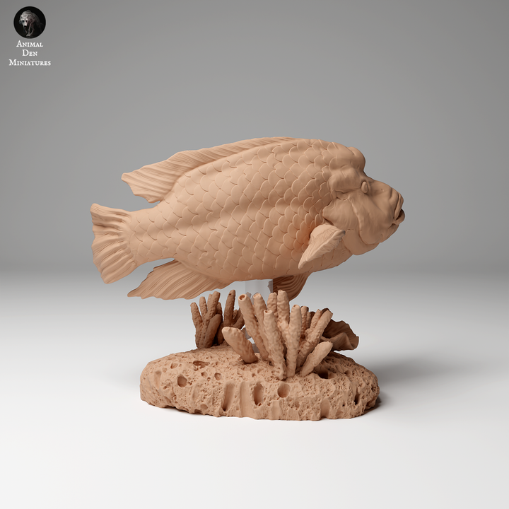 Animal Den Miniatures - Napoleon or Humphead Wrasse