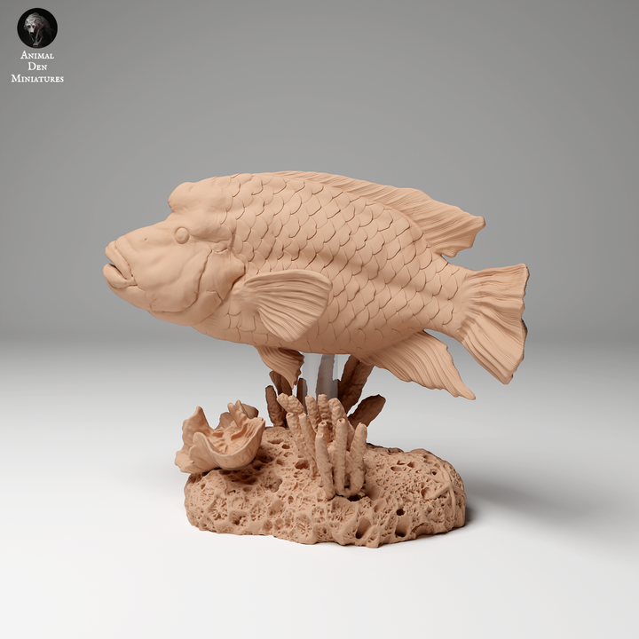 Animal Den Miniatures - Napoleon or Humphead Wrasse